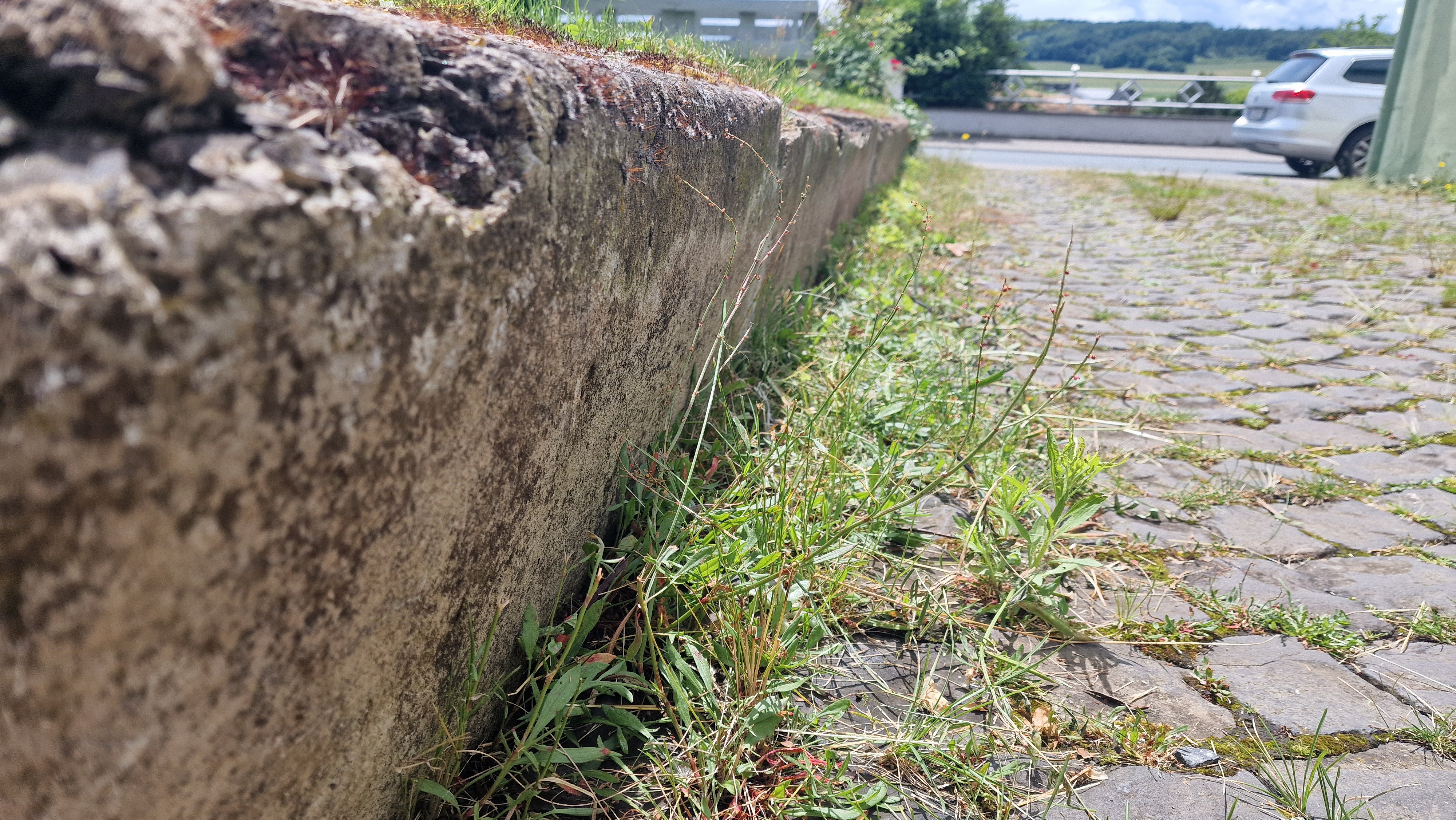 Vorher – Zustand vor der Unkrautentfernung
